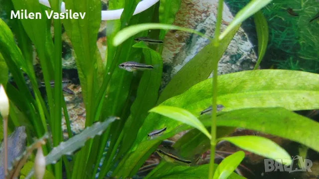 Corydoras Pygmaeus – Коридорас Пигмей, снимка 5 - Рибки - 50276036