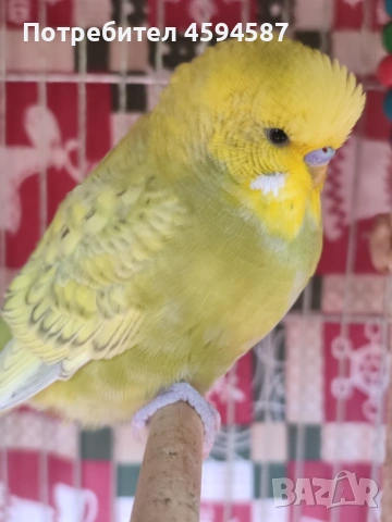 Корела и вълнист папагал социални , снимка 5 - Папагали - 53785461