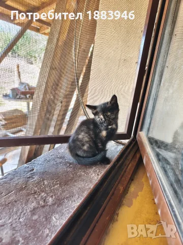Подарявам малко котенце