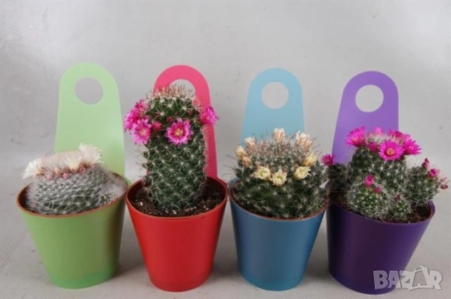 красиви екзотични кактусчета
