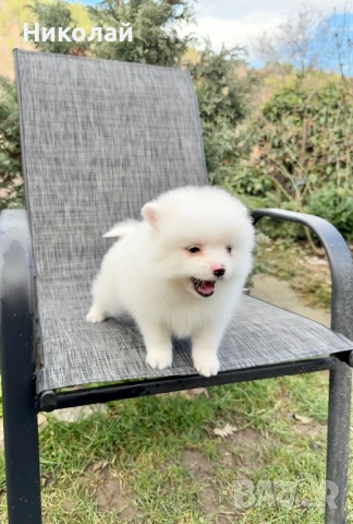 Померан мини момче. Померанче, снимка 5 - Померан - 53391837