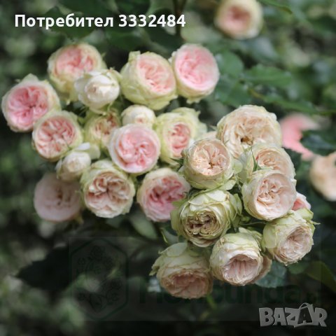 Роза 1, снимка 3 - Градински цветя и растения - 41777176