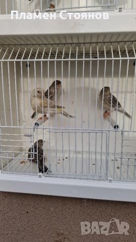 Ахат жълта мозайка,16 мъжки 14 женски., снимка 6 - Канари - 52721354