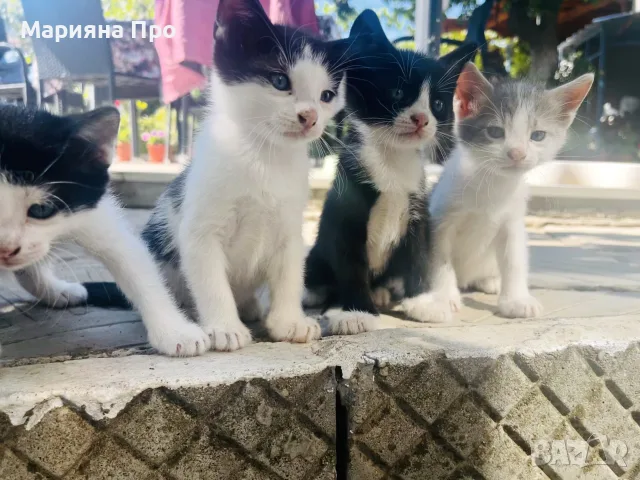 Подарявам малки котенца на 1 месец, снимка 15 - Други - 56151631
