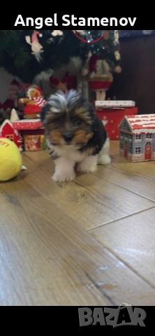 Йорки бивер териер,две момченца!, снимка 2 - Йоркширски териер - 52850201