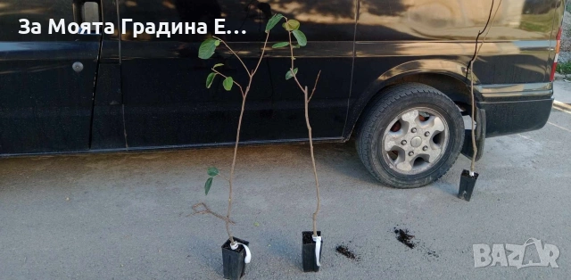 Слива - Папаз, снимка 3 - Градински цветя и растения - 53634711