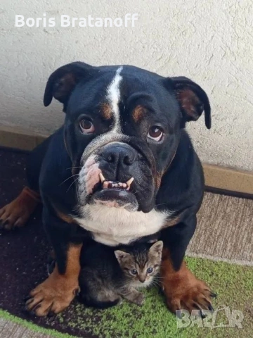 продавам породист женски английски булдог (трицветен - рядък цвят)