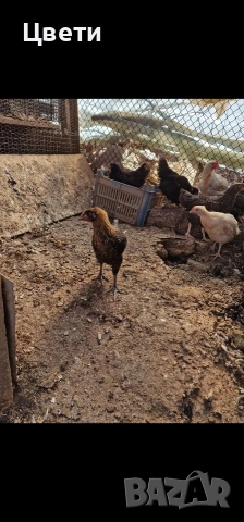 Продавам пилета , снимка 6 - Кокошки и пуйки - 53796266