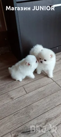 мини померанчета