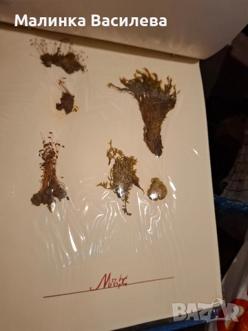 Хербарии, снимка 10 - Декорация за дома - 52879623