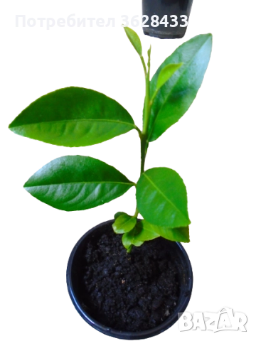 Цитрусови растения млади мандаринови дръвчета