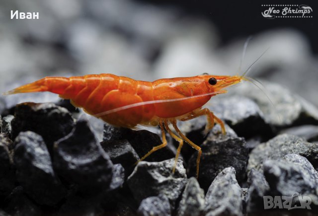 Аквариумни скариди - оранжеви /Orange Pumpkin Sakura/