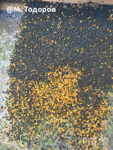 Пчелен прашец и мед 2025 - директно от пчеларя! София лично предаване, снимка 1