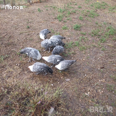 Продавам вествалски петлета, снимка 5 - Кокошки и пуйки - 52050258