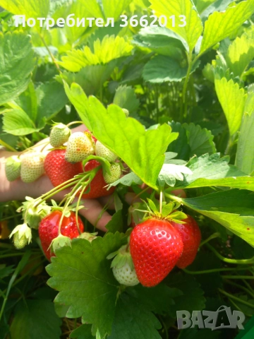 Разсад Ягоди и Малини, снимка 1