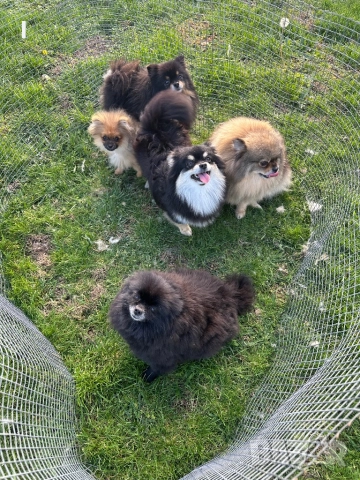 Померани , снимка 4 - Померан - 52179207