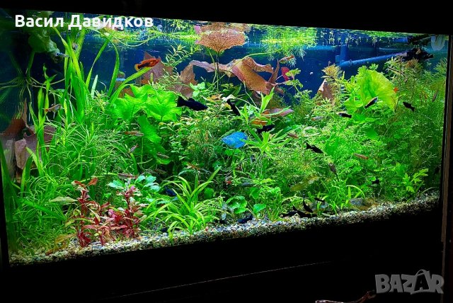 Живородни рибки , снимка 7 - Рибки - 44500989