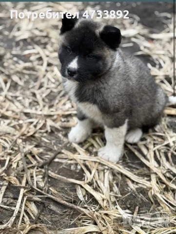 Американска Акита – 2 месеца, снимка 5 - Акита - 53426819