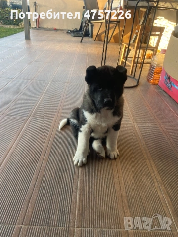 Американска Акита на 60дни,С поставени две ваксини и паспорт. Храни се с гранули., снимка 2 - Акита - 53738899