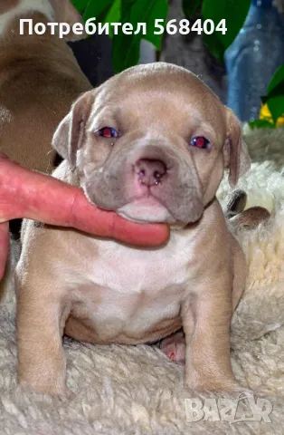 Американско були покет търси женска, снимка 9 - Търси партньор - 45256492