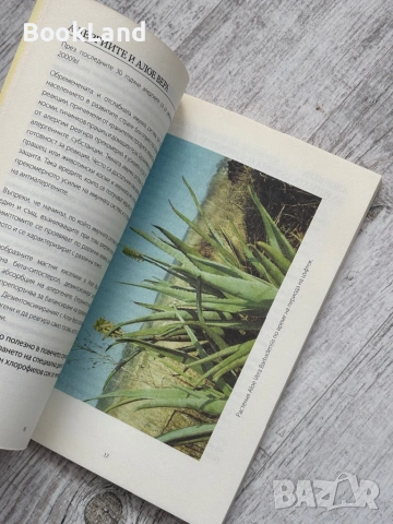 Aloe Vera | Подарък от природата за всички нас , снимка 11 - Други - 53568582