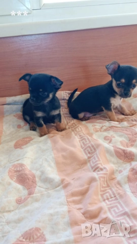 Промоция на чихупинчерчета