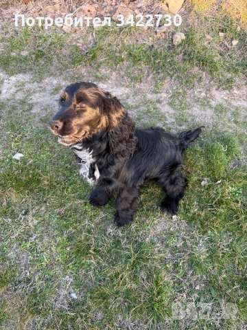 Куче за трюфели, снимка 4 - Кокер шпаньол - 52734730