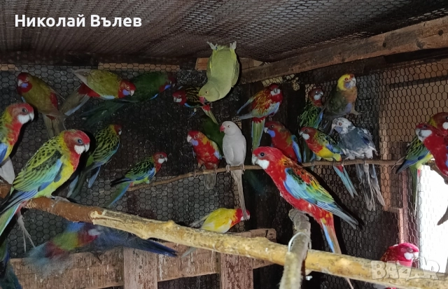 Розели и пенанти, снимка 2 - Папагали - 52582207