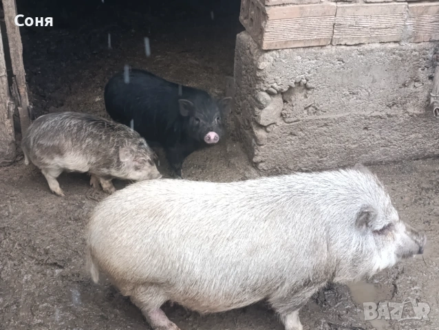 Продавам виетнамски прасета, снимка 6 - Прасета - 53035330