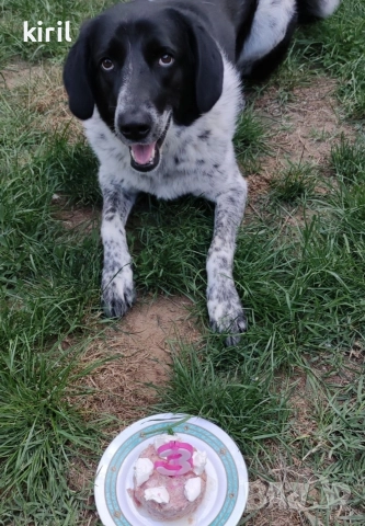 Хотел за кучета - Игри на воля , снимка 4 - Други услуги - 52645885