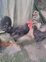  Петел Черен Легхорн Leghorn, снимка 4