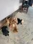 Кавапу & Cavapoo, снимка 7