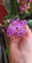орхидея phalaenopsis violet queen, снимка 2
