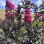 Lagerstroemia ‘Raspberry Sorbet’ (Лагерстремия ‘Малинов сорбет’), снимка 2