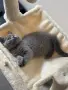 Британско късокосместо котенце  , снимка 1