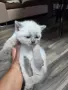 Британчета търсят нов дом, снимка 2