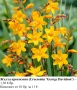 КРОКОСМИЯ (Crocosmia) - РАЗЛИЧНИ СОРТОВЕ (ЛУКОВИЦИ), снимка 4