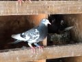 Пазарджишки гълъби, снимка 7