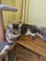 Котки мейн кун  ., снимка 1