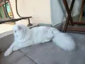 Британски котарак за разплод, снимка 2