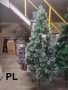 Коледни елхи с бели връхчета – различни размери, снимка 5