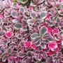 Седум Триколор, Sedum Spurium Tricolor, снимка 1