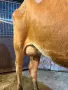 Юница Джерсей заплодена изкуствено с Джарсей за втори път , снимка 3