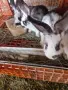 Продавам 7 бр.зайци 3мъжки и4женски, снимка 2