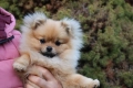 Миниатюрно момиченце померан с родословие FCI, снимка 10