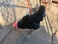 Две ярки и петел златнокантиран орпингтон, снимка 2