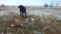 Курцхаари на две години , снимка 1