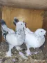 Спортни пощи, Мардини и други.., снимка 2