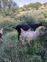 Продавам кози, снимка 3