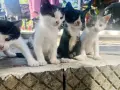 Подарявам малки котенца на 1 месец, снимка 15